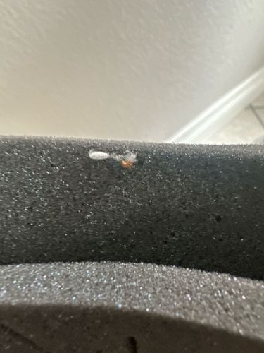 Carpet Beetle (likely Varied Carpet Beetle or Black Carpet Beetle larva)