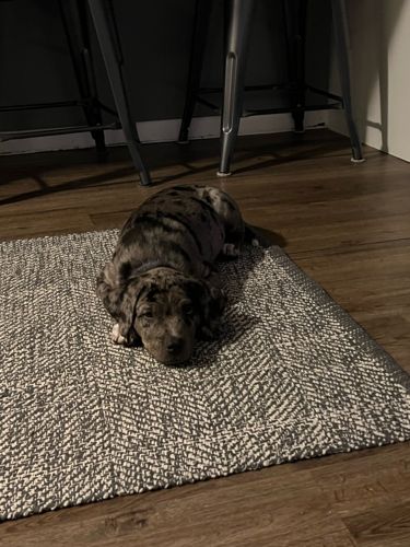 Puppy (likely a Catahoula Leopard Dog mix due to merle coat)