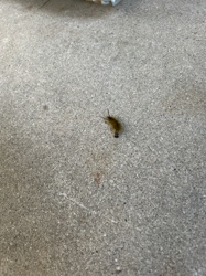 Tussock Moth Caterpillar (likely American Dagger Moth Caterpillar)