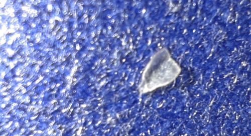 Pharaoh Ant (a piece of debris, possibly a wing, or more likely a flake of skin/shell or a seed, but visually appears to be non-insect debris or a highly degraded insect part)