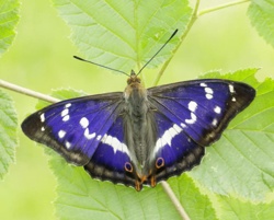 Purple Emperor Butterfly