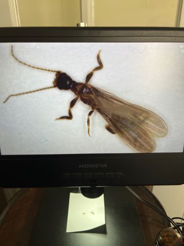 Alate Termite (Swarming Termite)