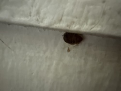 Pill Bug / Roly-poly
