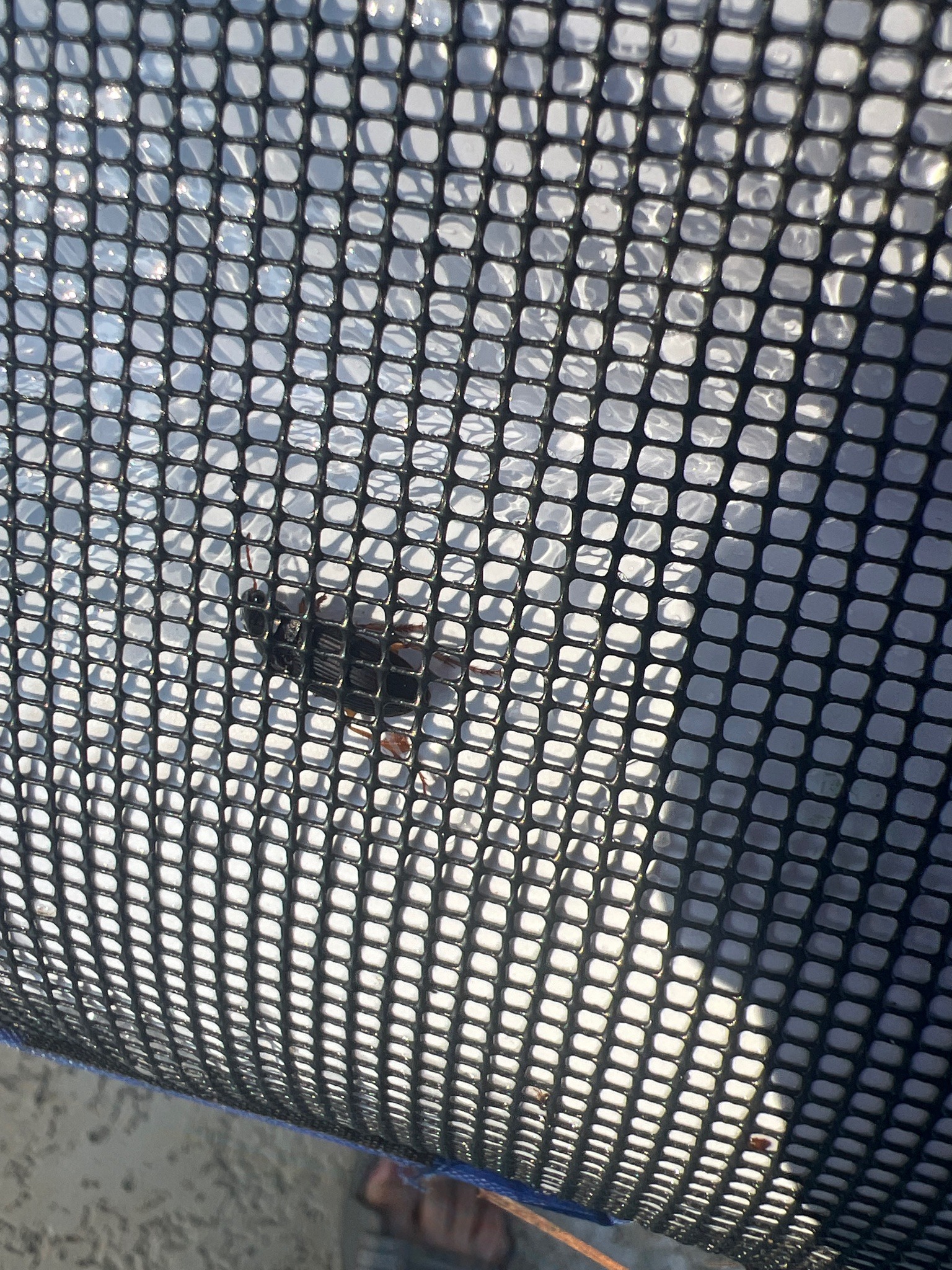 Ground Beetle