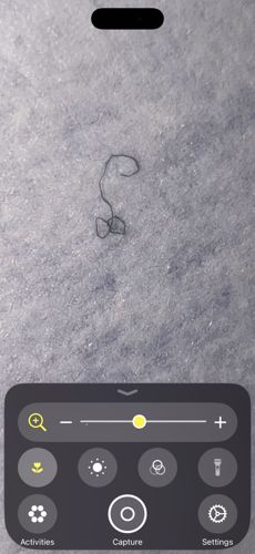 Horsehair Worm