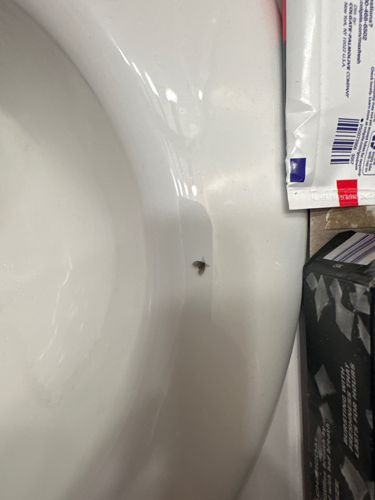 Drain Fly (also known as Moth Fly, Filter Fly, or Sewer Fly)