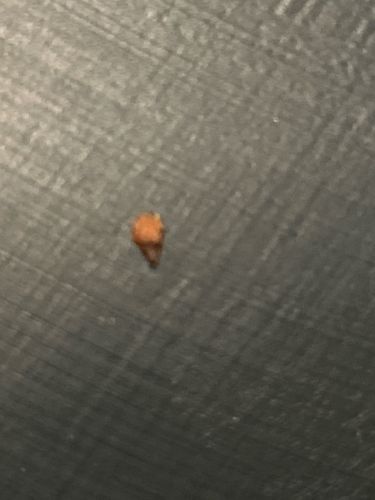 Unidentifiable (Potentially Drugstore Beetle)