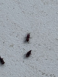 Saw-toothed grain beetle