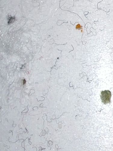 Carpet Beetle (larvae or adults)