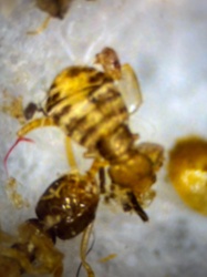 Army Ant (likely Eciton burchellii worker)