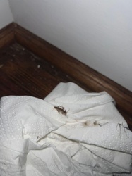 German Cockroach