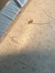 Head louse egg (nit) or Dandruff flake