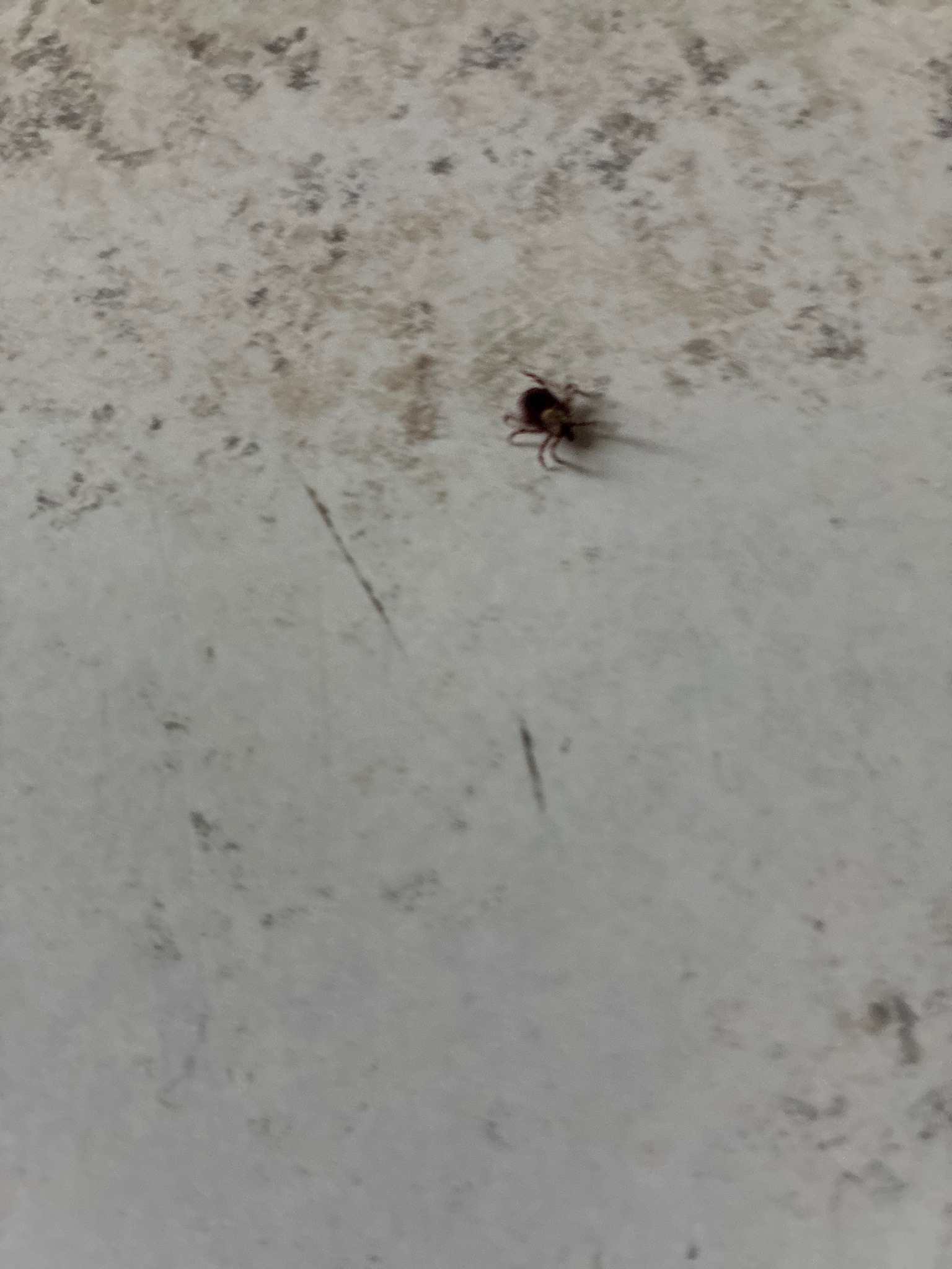 American Dog Tick
