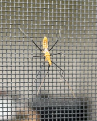 Assassin Bug Nymph