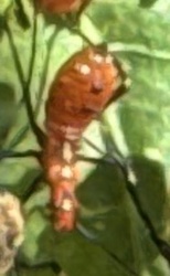 Butterfly Chrysalis (likely from a brush-footed butterfly or similar family based on general shape and coloring)