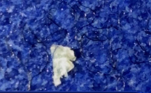 There is no insect in this image