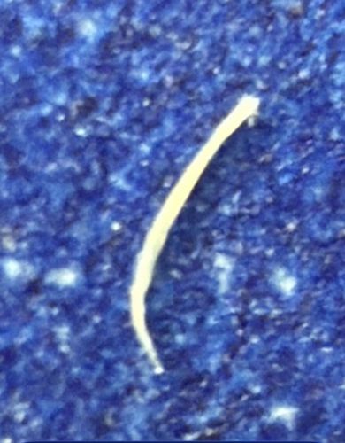 Drain Fly Larva