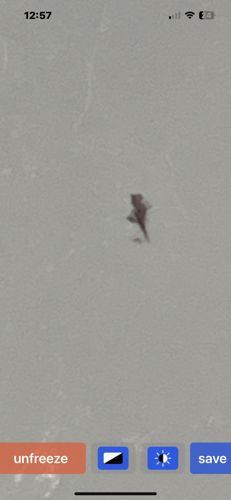 Unidentifiable insect/debris