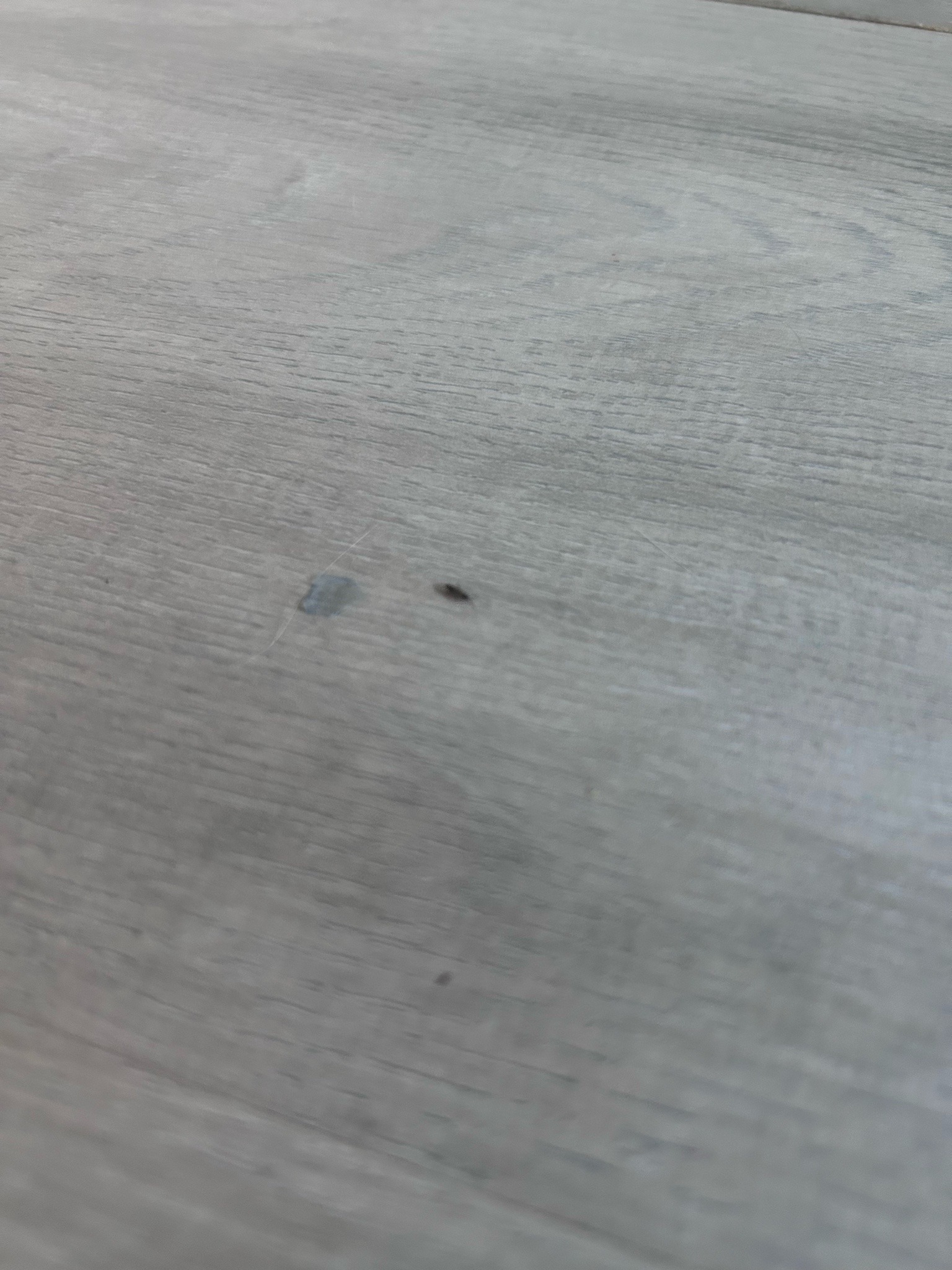 Cat Flea