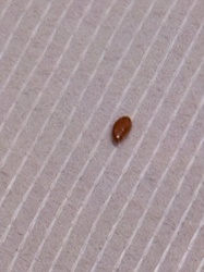 Bed Bug