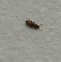Sawtoothed Grain Beetle