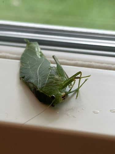 Katydid