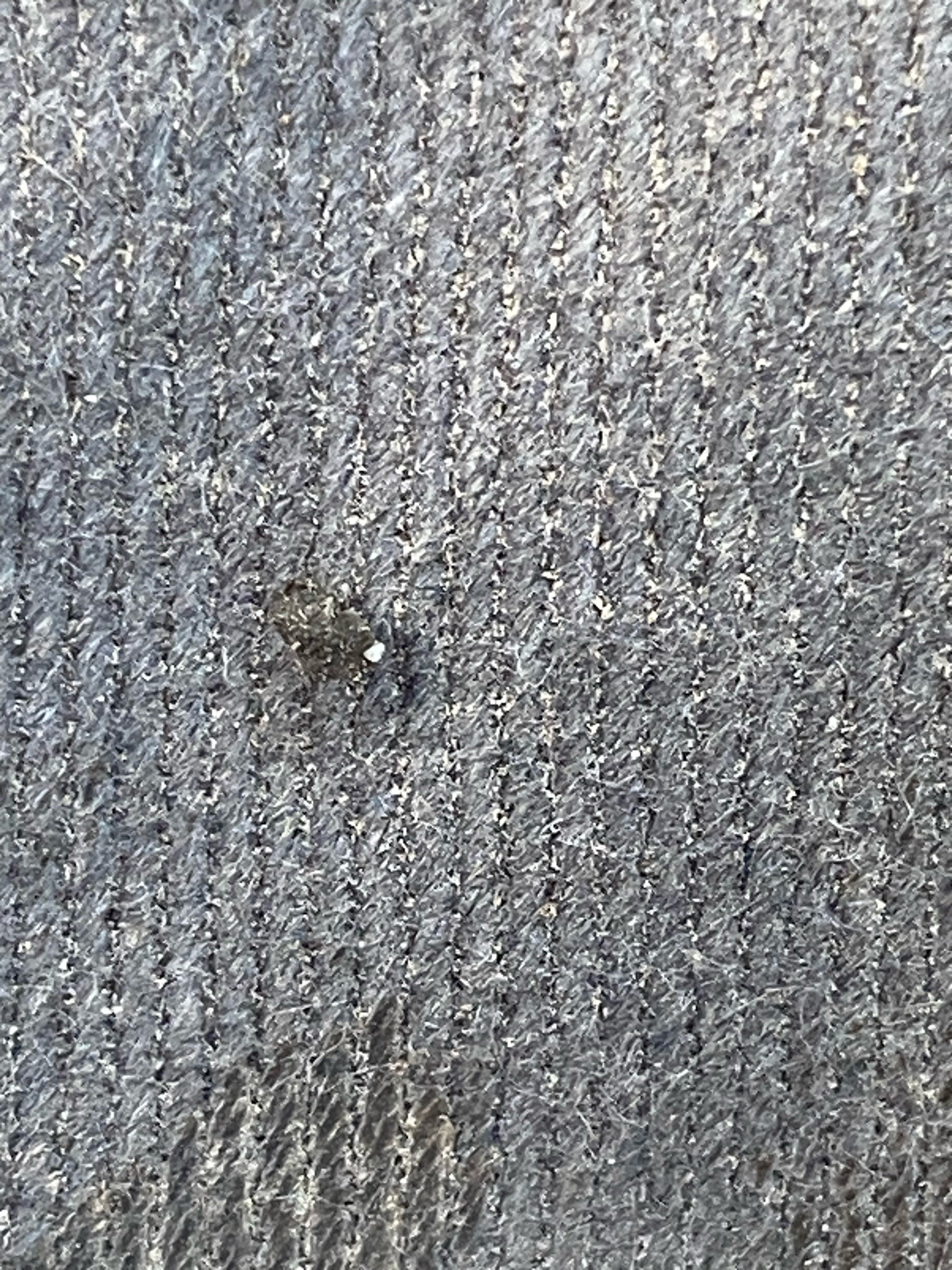 Carpet Beetle (Larva)