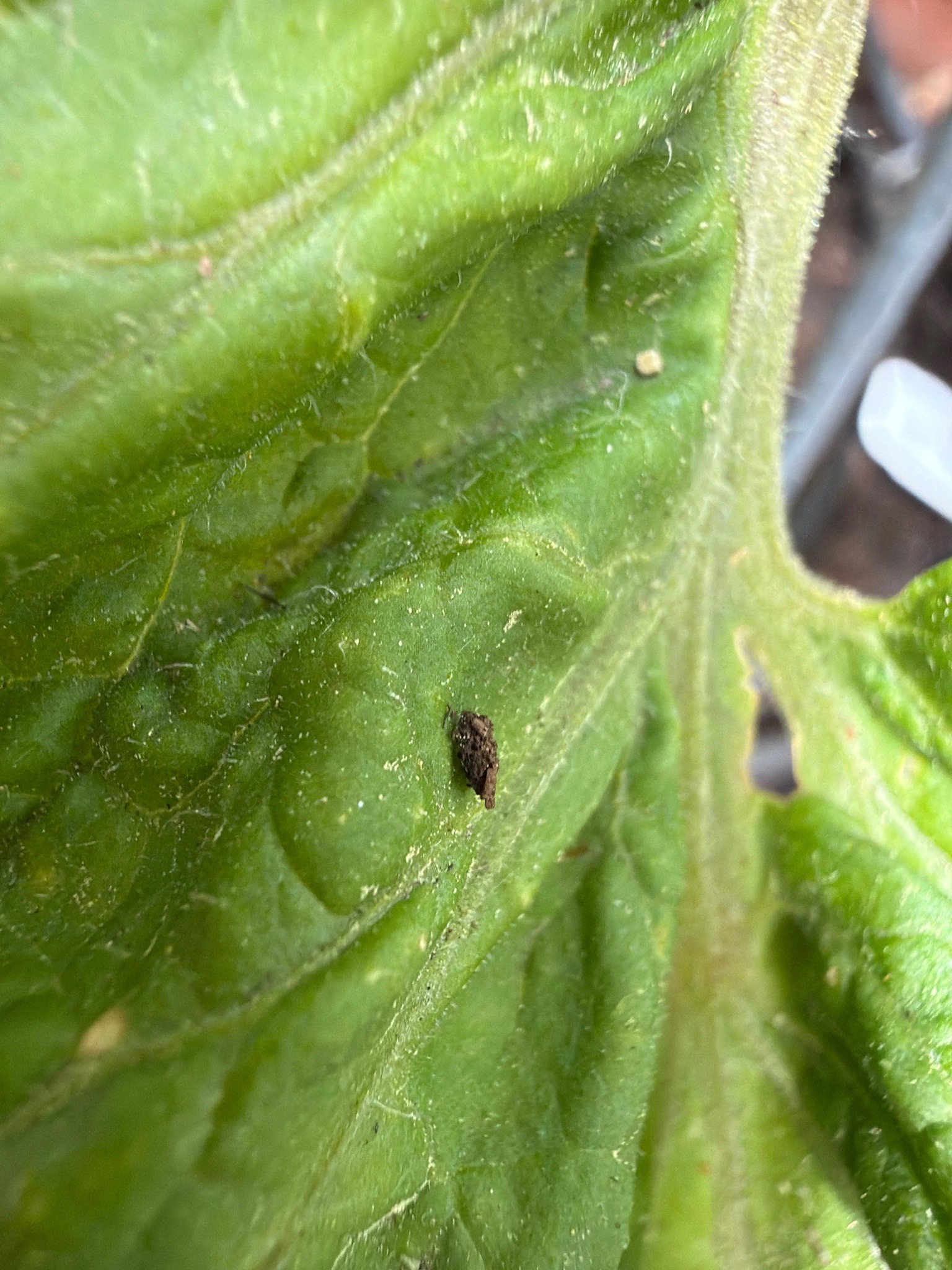 Tortoise Beetle Larva