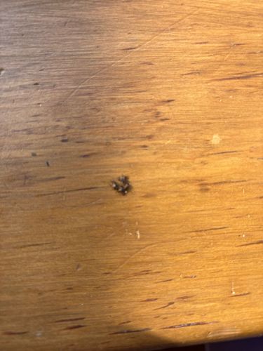 Carpet Beetle (likely Varied Carpet Beetle or Black Carpet Beetle larvae)