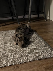 Puppy (likely a Catahoula Leopard Dog mix due to merle coat)