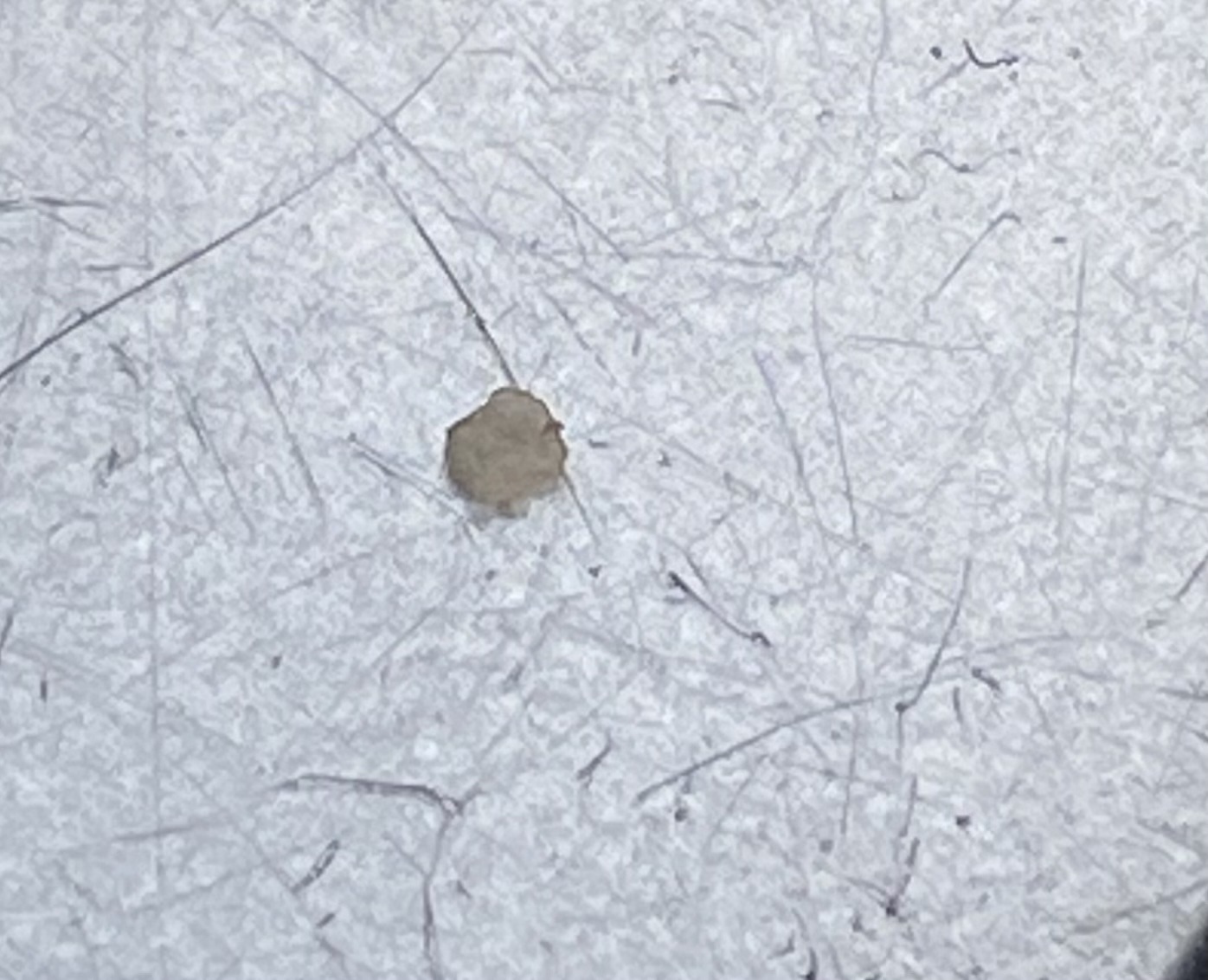 Bed Bug