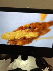 Case-bearing Clothes Moth