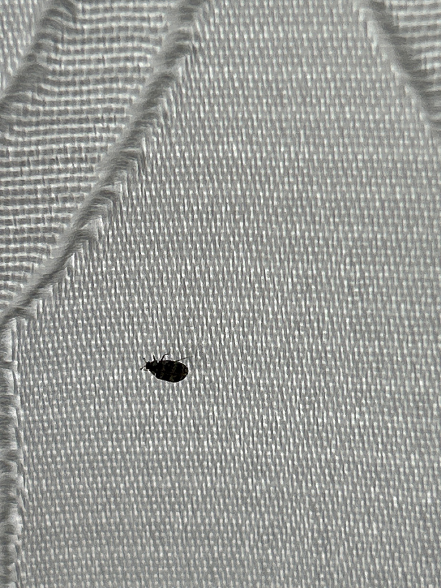 Varied Carpet Beetle