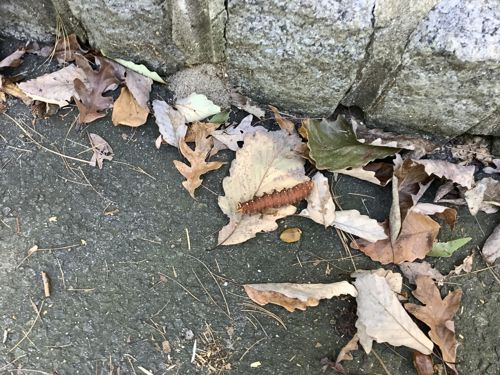 Rosy Maple Moth Caterpillar