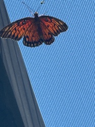 Gulf Fritillary butterfly