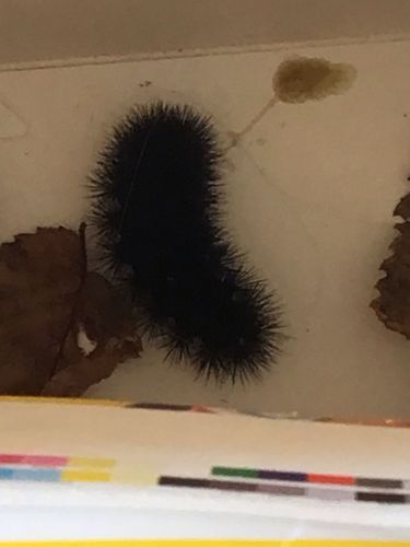 Woolly Bear Caterpillar (likely part of the Tiger Moth family)