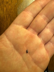 Flea Beetle