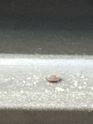 Scale Insect (possibly Brown Soft Scale)