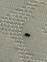 Burrowing Bug