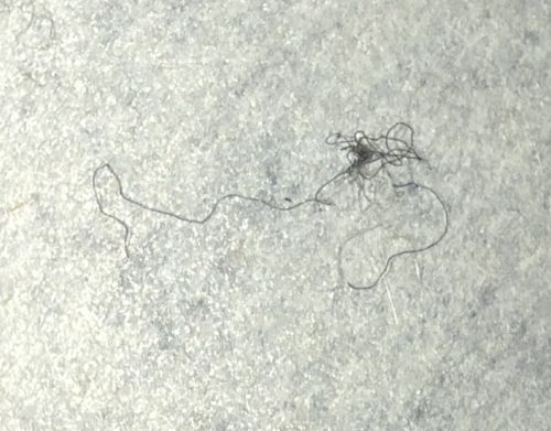 Horsehair worm