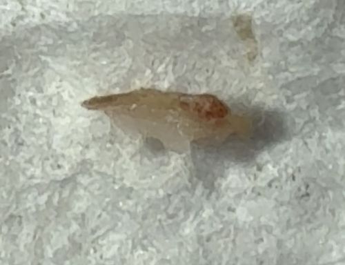 Lace Bug