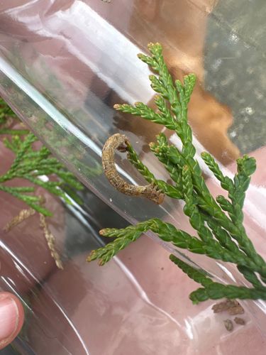 Juniper Inchworm