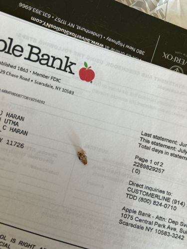 Carpet Beetle (larva)