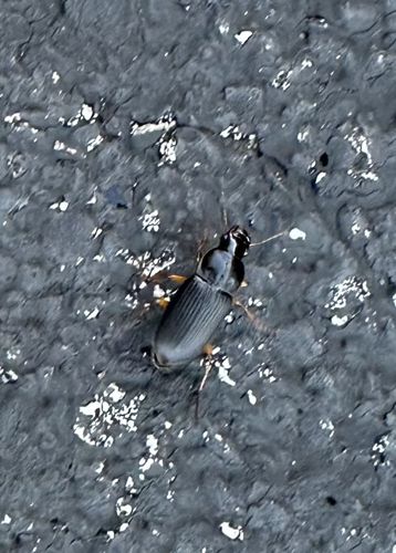 Black Ground Beetle (Harpaline Ground Beetle)