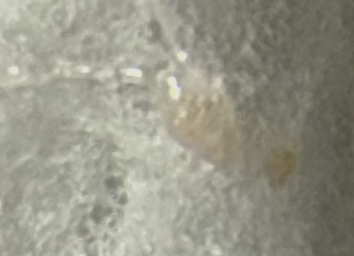 Booklouse (or Psocid)