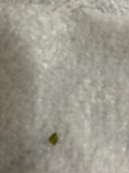 Aphid