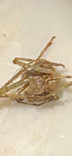 Praying Mantis (likely a nymph or a camouflaged adult)