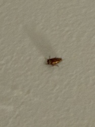 Cockroach (likely German Cockroach nymph)