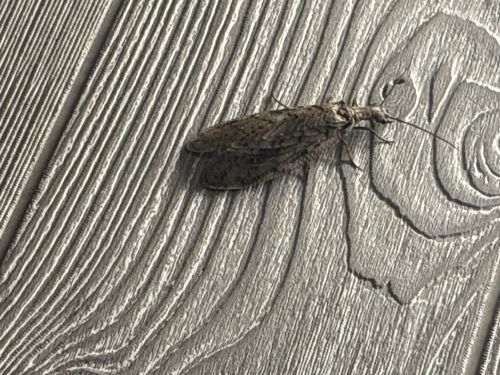 Caddisfly