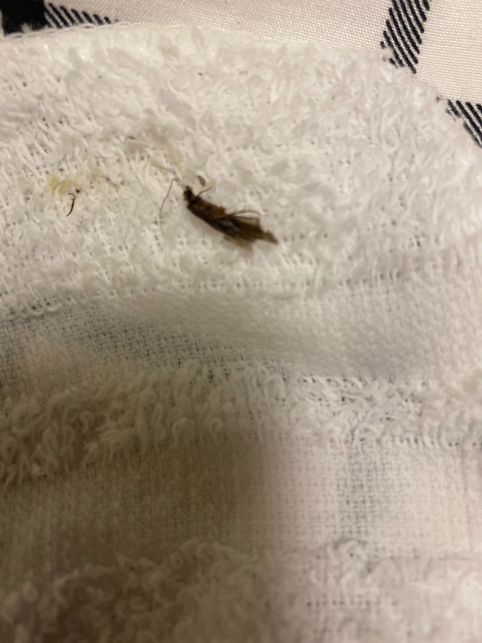 Common Clothes Moth